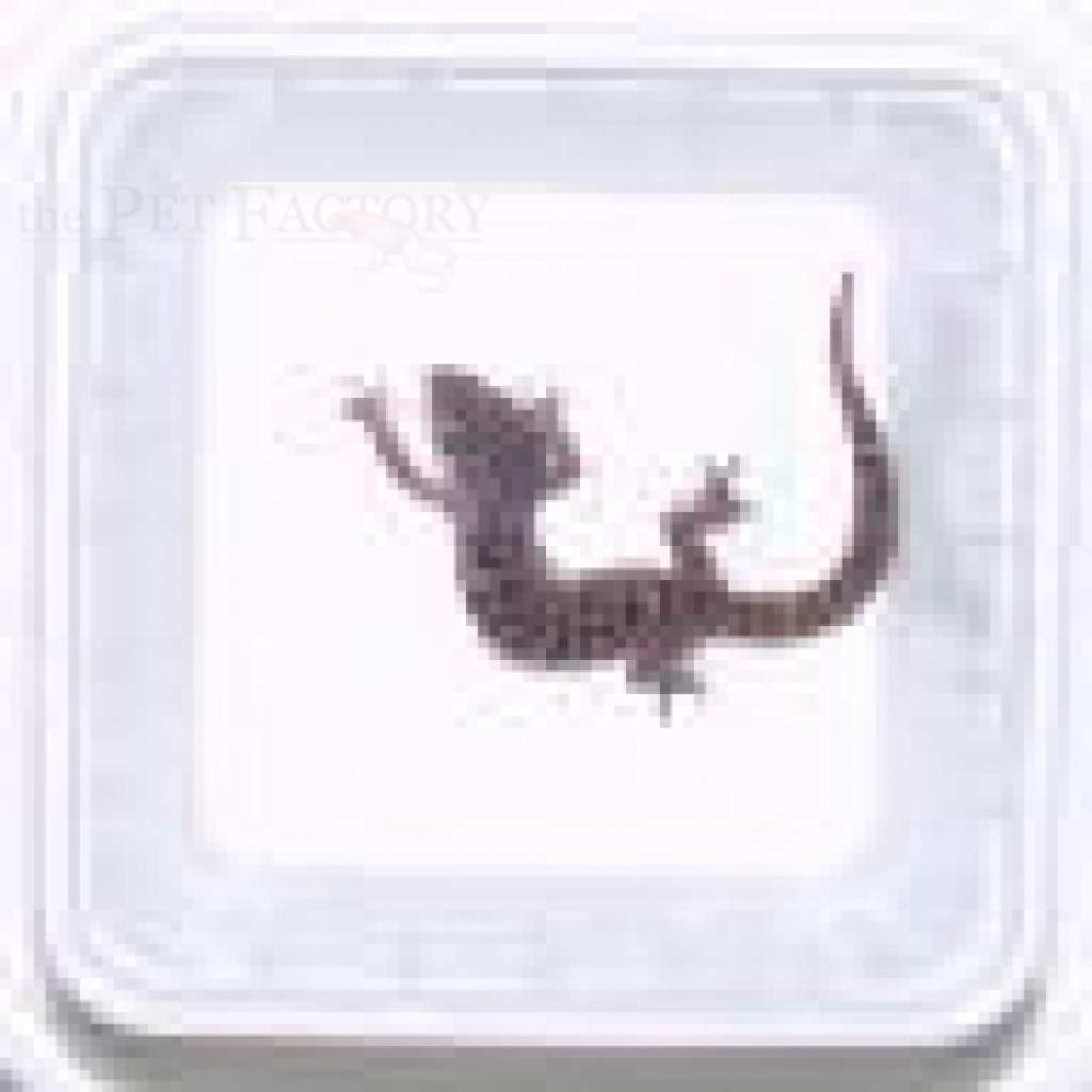 Tiertransportschale 25 Schalen, 25 Deckel